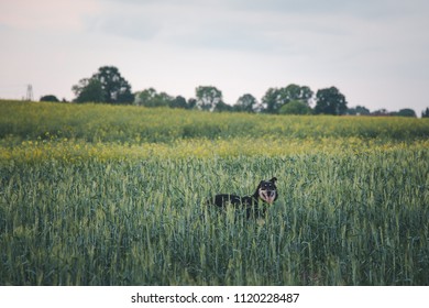 Happy dog in cornfield  - Shutterstock ID 1120228487