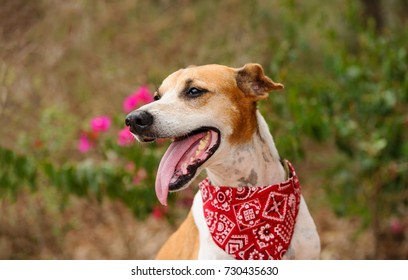 Happy Dog Is A Cute Tired Happy Dog Panting With His Mouth Open Happy To Be Outdoors.