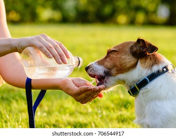 Happy dog drinking water from bottle and woman hand