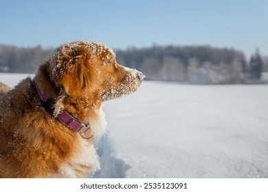 Happy dog during walk in deep snow. Nova Scotia Duck Tolling Retriever in snowy landscape.
 - Powered by Shutterstock