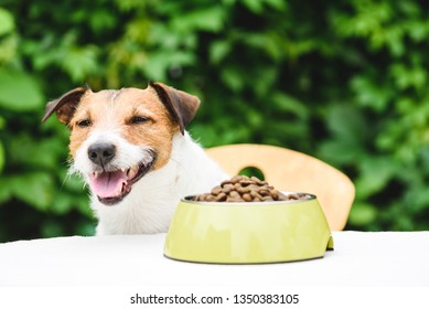 Happy Dog Eating Kibble Dog Food From Bawl Behind Table