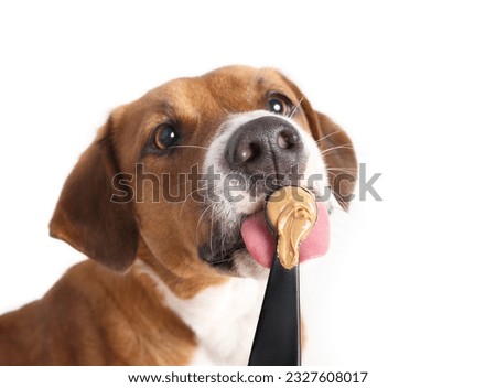 Happy dog eating peanut butter from spoon. Cute puppy dog licking unsalted peanut butter with big pink tongue. Female Harrier mix dog. Selective focus on nose and peanut butter. White background.
