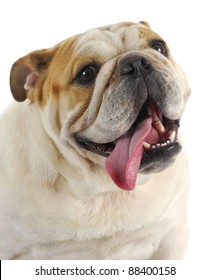 Happy Dog - English Bulldog With Tongue Out Panting