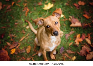 Happy Dog Face Stock Photo (Edit Now) 753370402