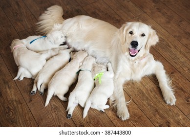 Happy Dog Feeding Her Puppies