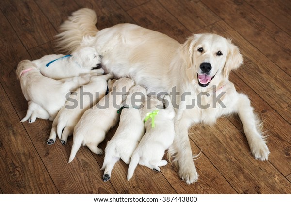 Happy dog feeding her\
puppies