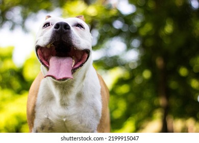 A Happy Dog With Floppy Ears Looking Up At The Camera And Smiling