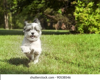 Happy Dog With Floppy Ears Running Fast