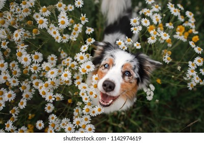 A happy dog in flowers. The pet is smiling. Field Camomiles. The Astralian Shepherd Tricolor