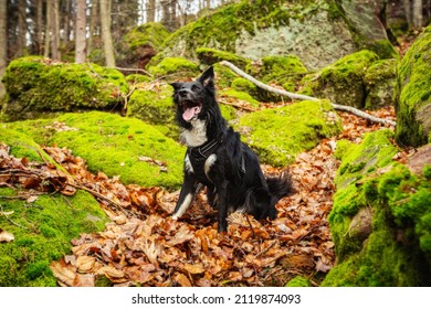 Happy Dog In Forest Sitting On A Hiking Path Between Big Stones. Border Collie Dog Posing In The Woods .