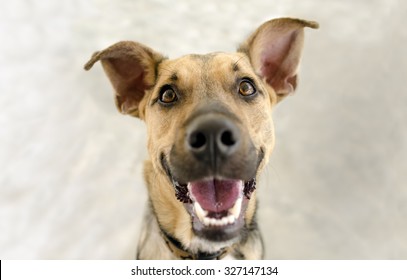 Happy Dog Is A Funny German Shepherd Looking Up And Flashing A Great Big Happy Smile For The Camera.