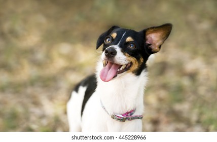 Happy Dog Is A Funny Silly Smiling Puppy Very Excited To Be Outdoors.