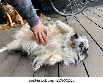 Happy Dog Getting A Belly Rub