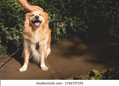 Happy dog getting pet while sitting on a park. Green leaves on the background, morning light. Copy space, ad background.