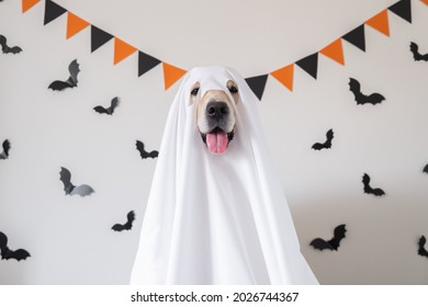 A happy dog in a ghost costume sits on a white background with bats. Halloween Golden Retriever. The concept of a scary and cheerful holiday. - Shutterstock ID 2026744367