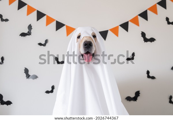 A happy dog in a ghost costume sits on a white\
background with bats. Halloween Golden Retriever. The concept of a\
scary and cheerful holiday.