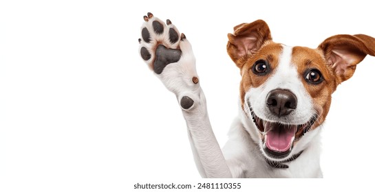 happy dog giving a high five isolated on white, with copy space area	 - Powered by Shutterstock