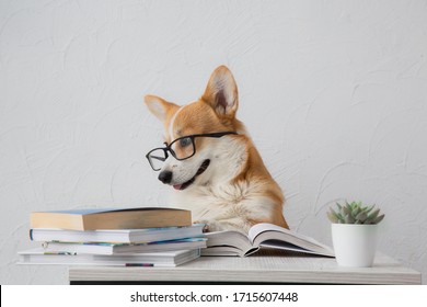 Corgi Images, Stock Photos & Vectors | Shutterstock