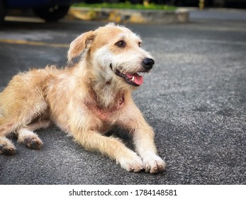 Happy Dog Greeting People In The Car Park