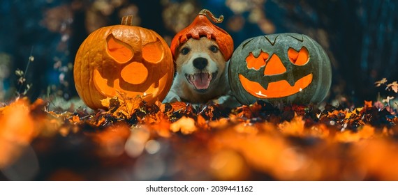 Happy Dog In Halloween Costume And Two Blazing Carved Pumpkins (Jack O'lantern) On Autumn Leaves In Night