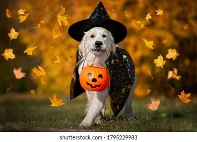 Happy Dog In Halloween Costume Walking With A Pumpkin Basket 