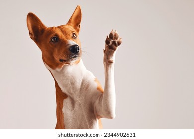 Happy dog ​​waving with his paw. Dog greeting its owner.
