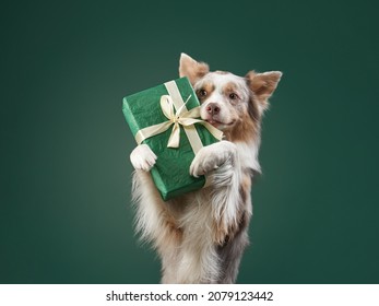 Happy dog is holding a gift. Funny Border collie on a green background.