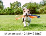 Happy dog holding leash in mouth walking in pet friendly park