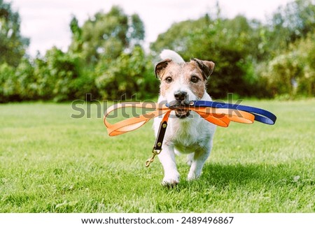 Happy dog holding leash in mouth walking in pet friendly park