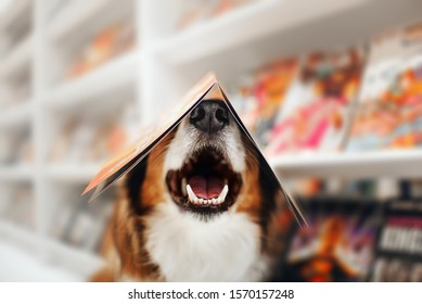 Happy Dog Holding A Magazine On His Head In The Book Store