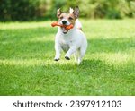 Happy dog holding rubber toy bone in mouth playing outdoors