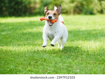 Happy dog holding rubber toy bone in mouth playing outdoors