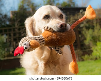 A Happy Dog Holding A Soft Toy