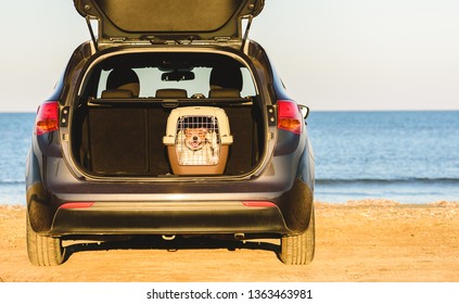 Happy Dog Inside Pet Carrier In Car Trunk At Sea Beach
