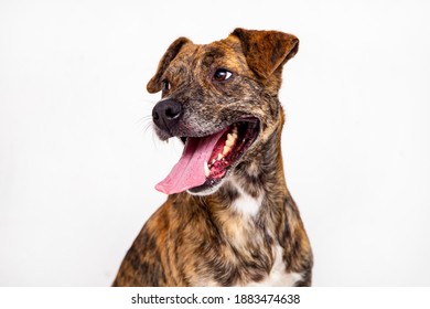 Happy Dog Isolated On White. Mutt Dog Smiling And Looking Sides.