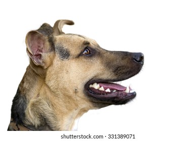 Happy Dog Isolated On White Is A Cute Funny Enthusiastic German Shepherd's Profile Looking Very Attentive With His Mouth Open And Ready For What's Next..