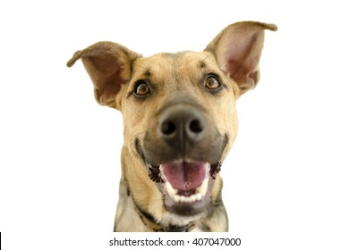 Happy Dog Isolated On White Is A Cute Funny Enthusiastic German Shepherd With A Great Big Happy Smile On His Face.