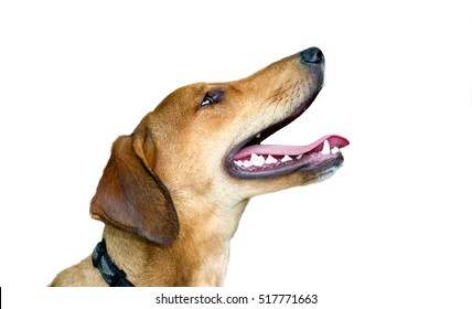 Happy dog isolated on white background is an excited eager puppy dog with a big smile on his face.