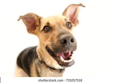 Happy Dog Isolated Is A Very Excited Happy Looking Dog With A Great Big Smile On His Face.