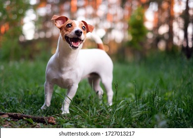 Happy dog, jack russell playing in the park - Shutterstock ID 1727013217