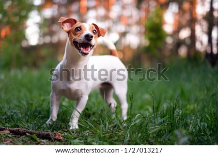 Happy dog, jack russell playing in the park
