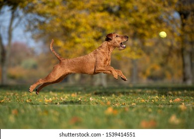 Happy Dog Jumping Up To Catch A Ball Outdoors