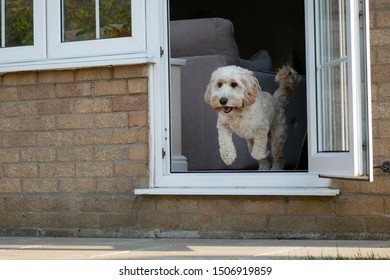 Happy Dog Jumping Out Of A Door