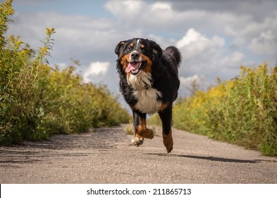 happy dog jumping running at summer road