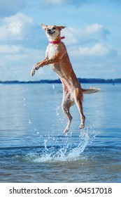 Happy Dog Jumping Up In The Water