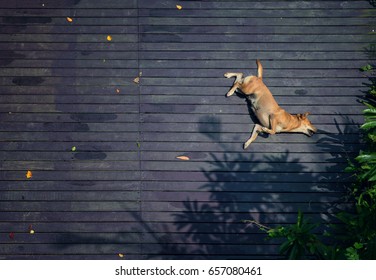 happy dog lay down on the wooden floor, view from top view - Powered by Shutterstock