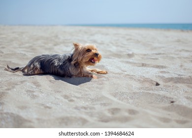Happy dog laying down on beach