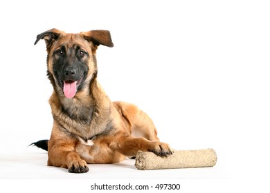  Happy Dog Lays Down With Toy