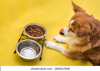 犬 ベロ の写真素材 画像 写真 Shutterstock