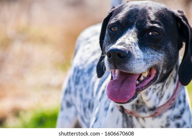 Happy Dog at The Local Park - Shutterstock ID 1606670608